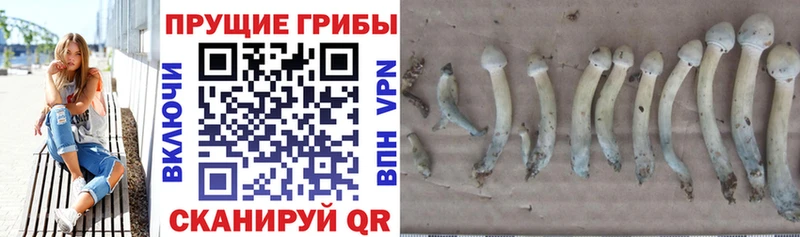 Галлюциногенные грибы прущие грибы  цена   мега зеркало  Кизляр 